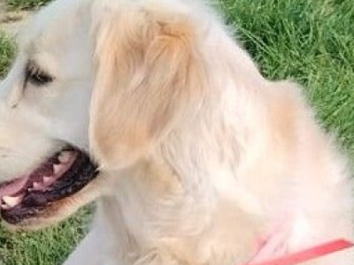 La qualité de vie au travail au GIP FORINVAL, c'est l'accueil d'animaux de compagnie
